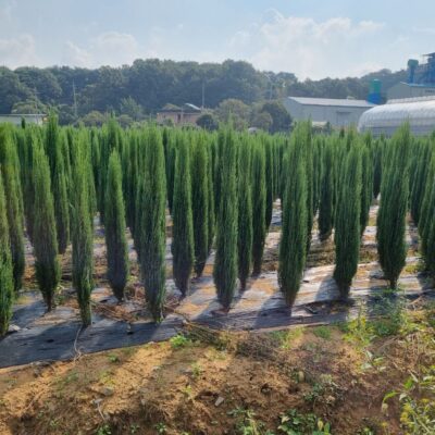 [충남 서산] 블루에로우 H1.5-H2.0 200주