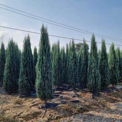 [충남 서산] 블루엔젤 H2.5-H3.0 100주