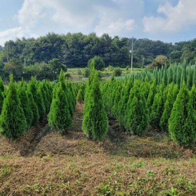 [충남 서산] 에메랄드그린 H1.5-H2.0 200주