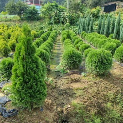 [충남 서산] 에메랄드부시(둥근측백) H0.5 X W0.5 100주
