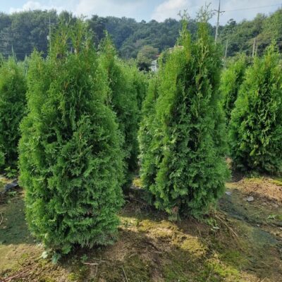 [충남 서산] 파스티기아타 H1.5-H2.0 200주
