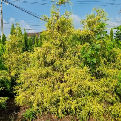 [충남 서산] 황금실화백(편백) H1.5-H2.0 100주