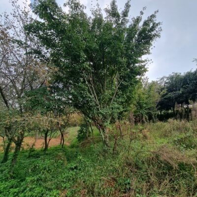 [충남 당진] 산딸나무 R20점 -R25점 11주
