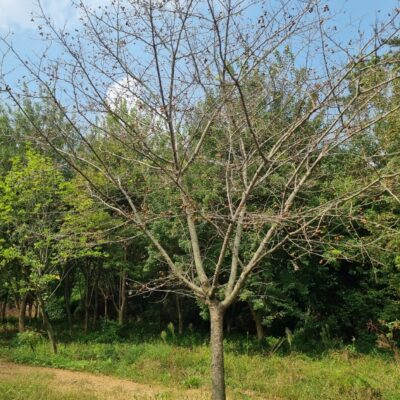 [충남 당진] 산사나무 R20점 20주