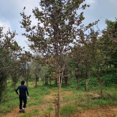 [충남 당진] 산수유 R12점-R15점 40주