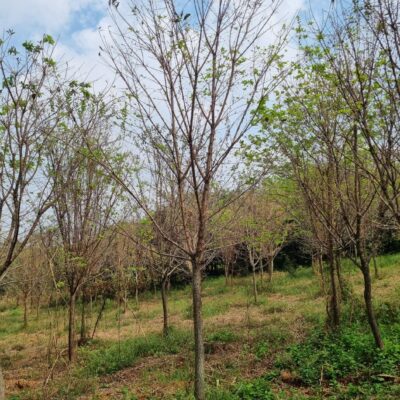 [충남 당진] 이팝나무 R12점-R15점 100주