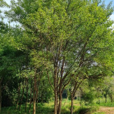 [충남 당진] 중국단풍 R25점-R30점 20주