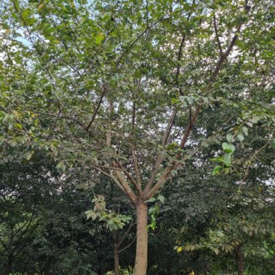[충남 당진] 팽나무 R20점-R25점 100주