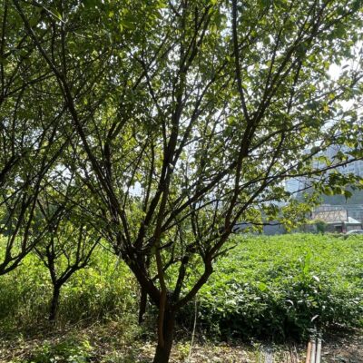 [충남 천안] 매화(매실)나무 R6점-R10점 250주