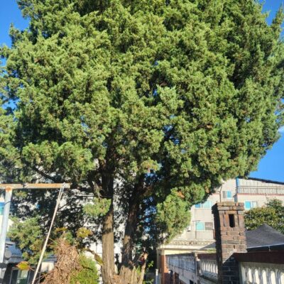 [충남 천안] 향나무 H6.0-H7.0 3주