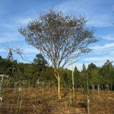 [전남 광주] 배롱나무 R20점 1주