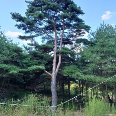 [충남 부여] 소나무(특수목) R80점 1주