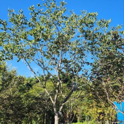 [전북 남원] 팽나무(모찌) R30점 1주