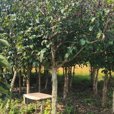 [전북 남원] 산수유 R10점-R15점 100주