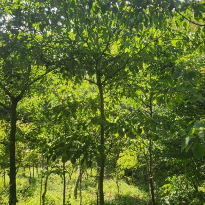 [전북 남원] 층층나무 R10점-R12점 100주
