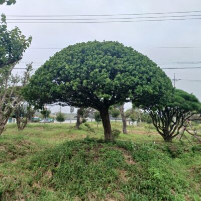 [전북 익산] 사철나무 R30점 1주