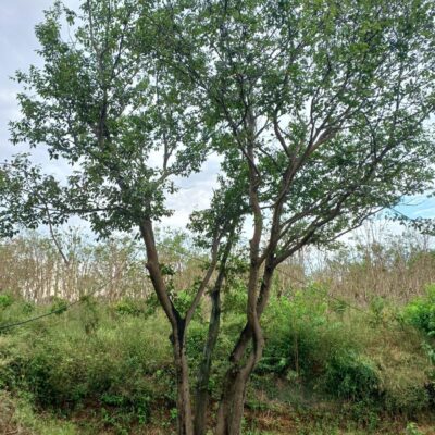 [전북 익산] 팽나무 다간형 R60점 1주