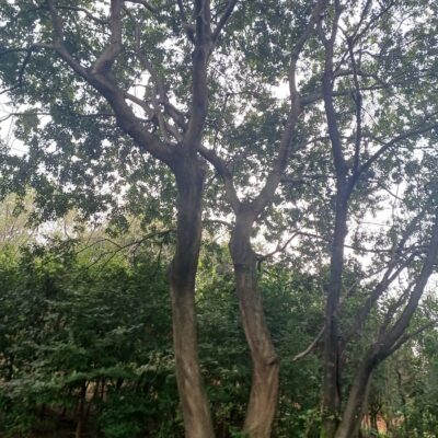 [전북 익산] 팽나무 특수목 R100점 1주