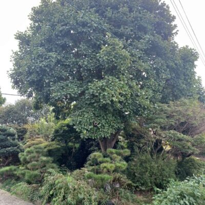 [전북 익산] 목련 R60점 6주