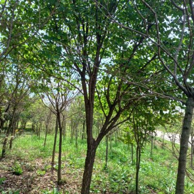 [전북 익산] 거향수 R8점-R15점 200주