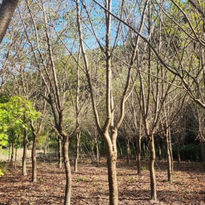 [전남 곡성] 산벚나무 B12점-B15점 80주