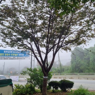 [경기 이천] 느티나무 R30점 10주