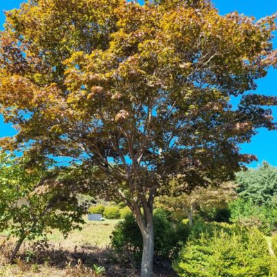 [충남 서산] 단풍나무(청,홍) R20점-R30점 60주