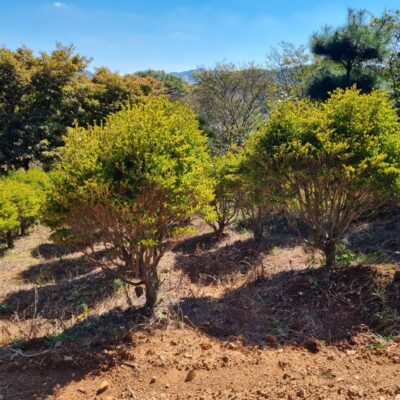 [충남 서산] 단풍철쭉 H1.2-H1.5*W1.0 100주