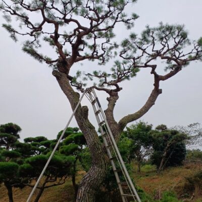 [전북 익산] 소나무 R45점 특수목 1주