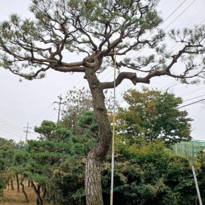 [전북 익산] 소나무 R50점 특수목 1주