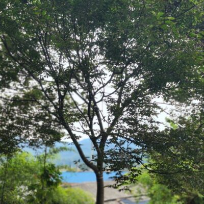 [전북 장수] 느티나무 R30점 10주