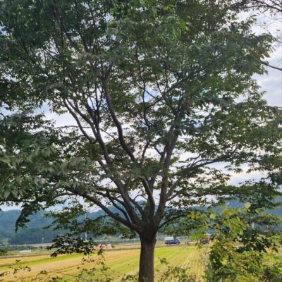 [전북 남원] 느티나무 R35점 2주