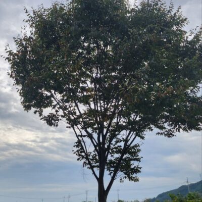 [전북 남원] 느티나무 R40점 9주