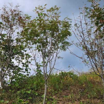 [전북 장수] 마가목 R8점-R12점 1000주