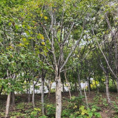 [전북 장수] 산딸나무 R12점-R15점 100주