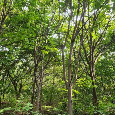 [전북 임실] 산딸나무 R12점-R15점 150주
