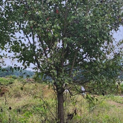[전북 남원] 산사나무 R15점 R18점 R20점 50주