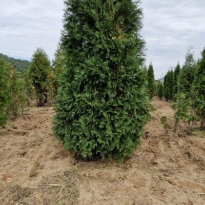 [전남 순천] 서양측백 H3.5-H4.0 200주