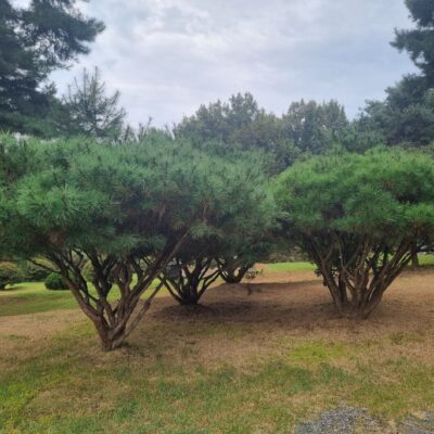 [경기 이천] 반송 H2.0-H3.0 * W3.0-W4.0 50주