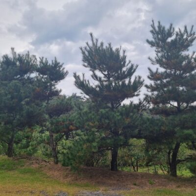 [경기 이천] 조형소나무(반조형) R15점-R30점 500주