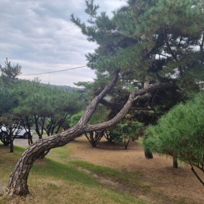 [경기 이천] 조형소나무(가브리형) R45점 1주
