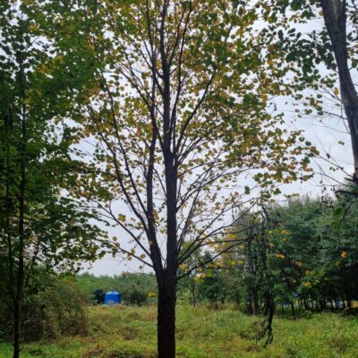 [충북 음성] 계수나무 R15점-R30점 100주