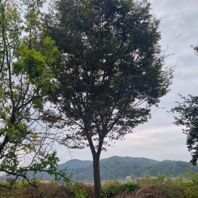 [충북 음성] 느티나무 R30점-R40점 50주