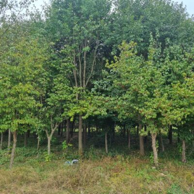 [충북 음성] 산수유 R12점-R15점 50주