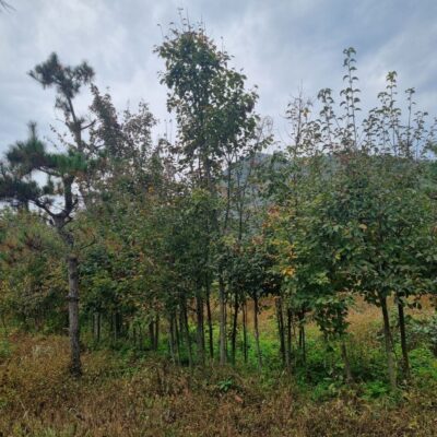 [충북 음성] 팥배나무 R5점-R6점 1000주
