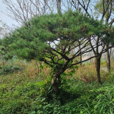 [충남 서산] 반송 H2.0*W3.0 2주
