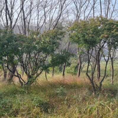 [충남 서산] 청단풍 다간형 H3.0*W4.0*R15점-R20점 5주