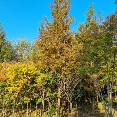 [충북 음성] 메타세콰이아 B15점 6주