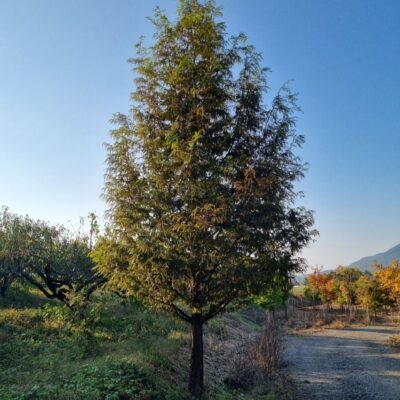 [충북 음성] 메타세콰이아 B20점 3주