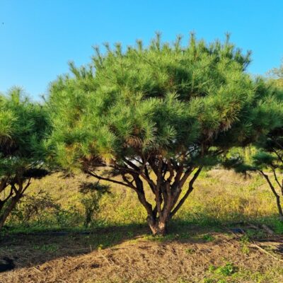 [충북 음성] 반송 H2.5-H3.0*W3.0 50주